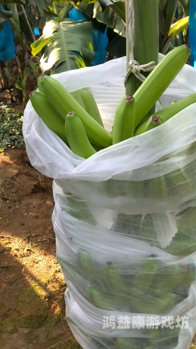 香蕉产业升级，国产优质香蕉品种盘点与免费种植技术分享