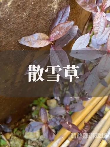 青草影院乱码青草影院乱码，网络娱乐新现象揭秘
