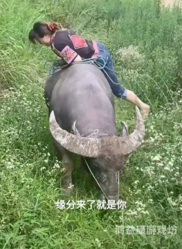老牛精品亚洲成av人片老牛精品，亚洲风情中的AV人片新篇章