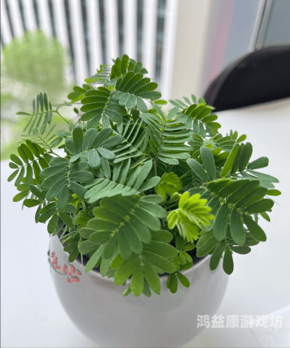 含羞草www中文在线含羞草，在线资讯的魅力世界