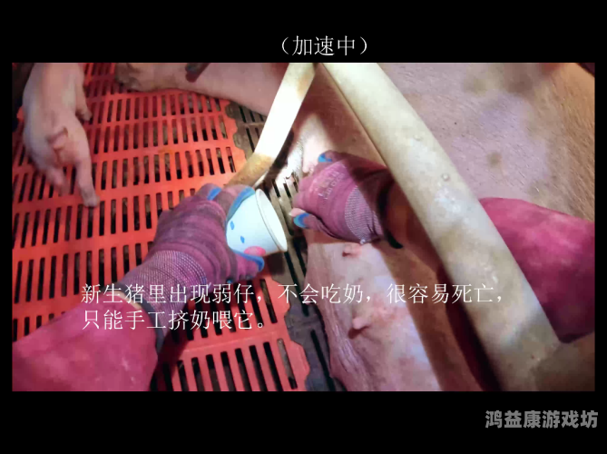 日本人妻垂授乳挤奶水日本新闻资讯，揭示神秘事件，妻子垂授乳挤奶水背后的真相