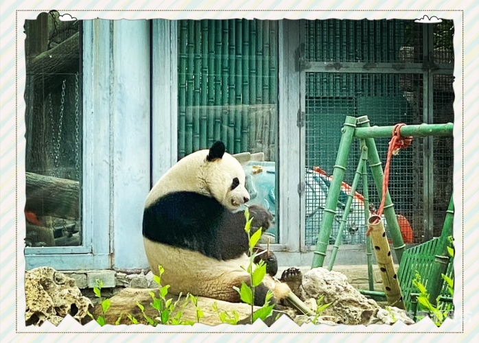 最新ZOOSKOOVideOs最新ZOOSKOOVideOs，动物保护与科技融合的新篇章