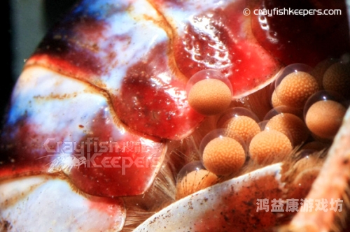 东京热精子注入盛况揭秘，生育热潮背后的新闻资讯