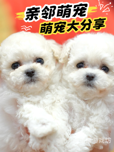新闻资讯，又白又嫩毛又多，探索宠物市场新趋势又白又嫩毛又多美女在线观看