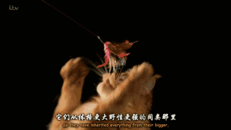毛片a毛片a，网络热议的视觉盛宴
