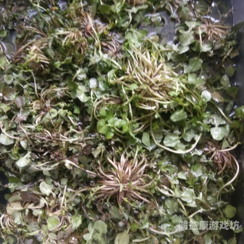 强开小嫩苞，揭秘A片背后的新闻资讯