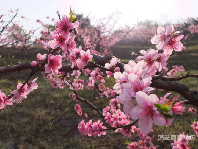 揭秘桃花视频，成人无码内容背后的真相桃花视频成人无码在线观看