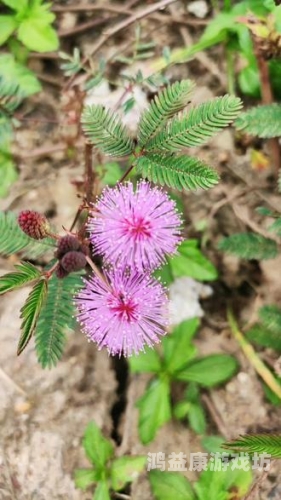 含羞草果冻传媒制片厂含羞草果冻传媒制片厂揭秘，传媒新星闪耀