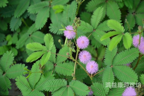 含羞草果冻传媒制片厂含羞草果冻传媒制片厂揭秘，传媒新星闪耀