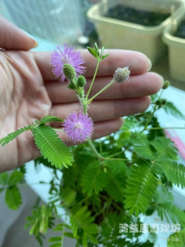 含羞草果冻传媒制片厂含羞草果冻传媒制片厂揭秘，传媒新星闪耀