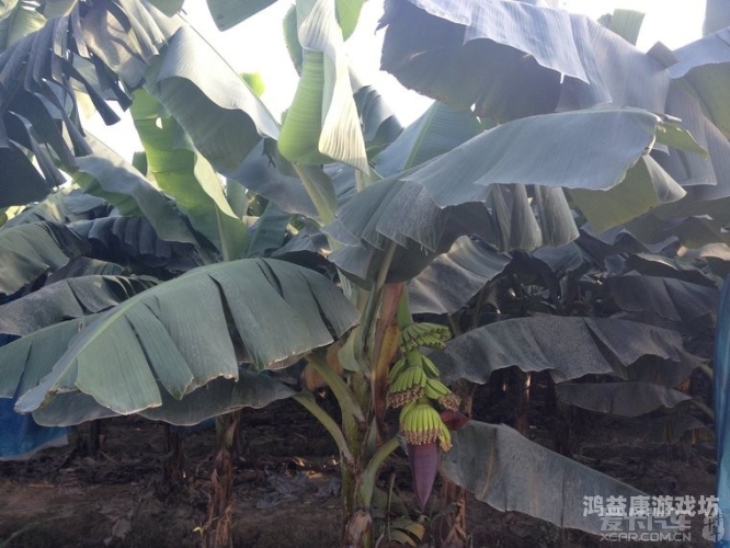 香蕉夜色爽爽影院18禁香蕉夜色爽爽影院，探索18禁的神秘世界