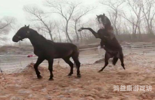 强壮公弄得我次次高潮hd强壮公弄得我次次高潮，探索网络热门新闻