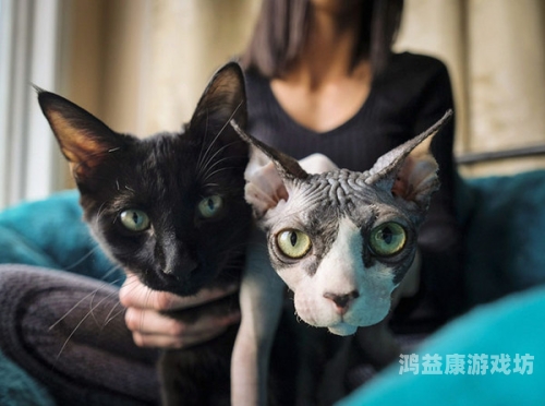 免费无毛毛片免费无毛毛片，揭秘网络上的不正当内容