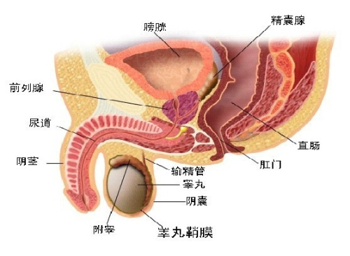 亚洲成人新闻，探索多元文化下的性健康与隐私保护