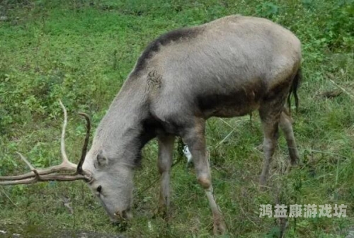 探秘亚洲，自然奇观与珍稀物种的视听盛宴