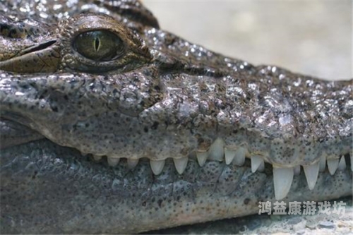 探秘亚洲，自然奇观与珍稀物种的视听盛宴
