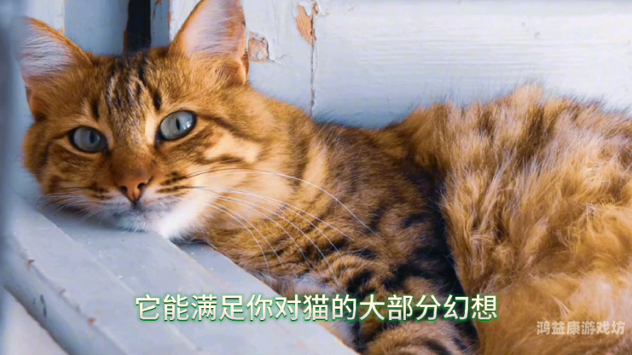 资源猫资源猫，影视爱好者的宝藏平台