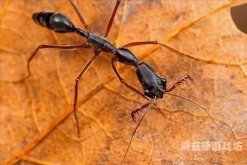 bt蚂蚁BT蚂蚁磁力搜索，网络资源获取的得力助手