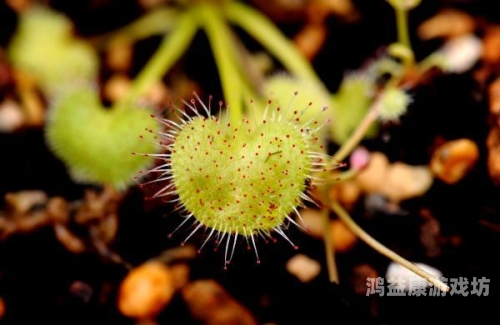 0阳光无冷却全5阶全植物探秘阳光无冷却全 5 阶全植物，游戏世界的奇妙幻想与现实意义