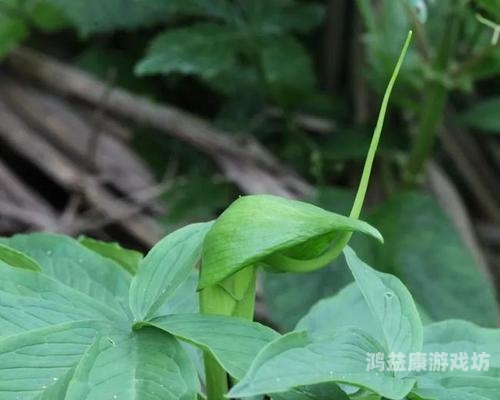 0阳光无冷却全5阶全植物探秘阳光无冷却全 5 阶全植物，游戏世界的奇妙幻想与现实意义