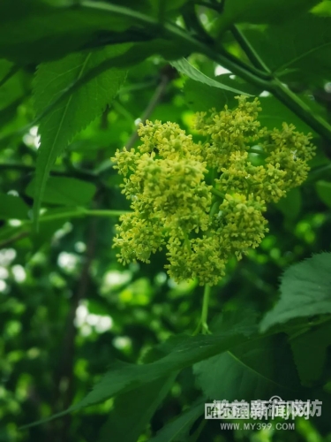狠狠噜狠狠狠狠丁香五月狠狠噜狠狠狠狠丁香五月，新闻资讯解读