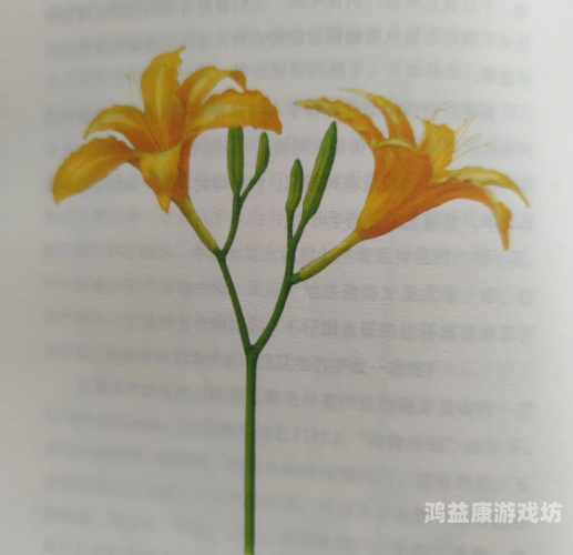 忘忧草18禁在线播放www网忘忧草18禁在线播放网站揭秘
