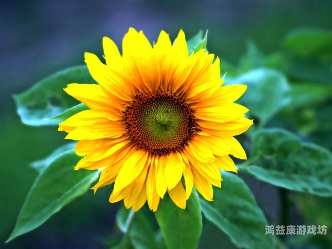 毛片视频网站角色设定向日葵在线观看免费高清电视剧