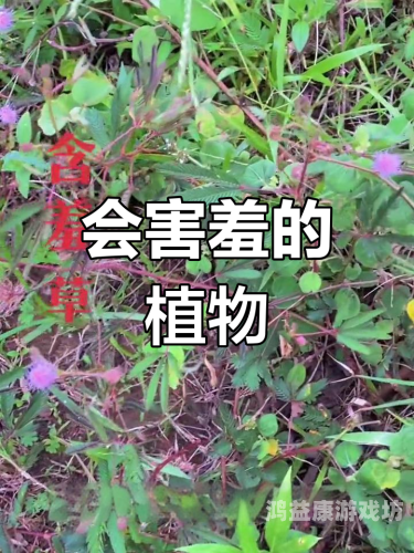 久久含羞草国产AVswag久久含羞草国产AV新风尚
