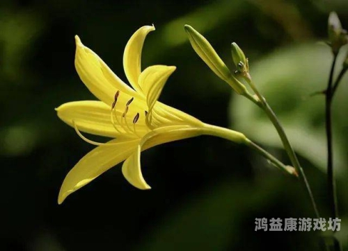 忘忧草成人影视在线播放忘忧草成人影视在线播放，探索网络视频新世界
