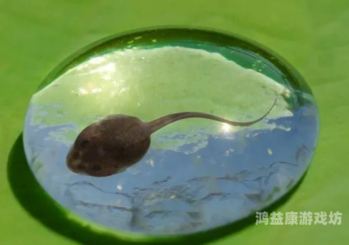 91popny蝌蚪首页91popny蝌蚪首页，引领潮流，探索数字时代新动态